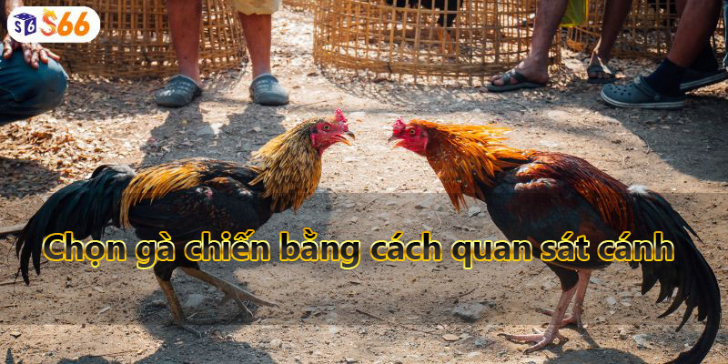 Chọn gà chiến bằng cách quan sát cánh 