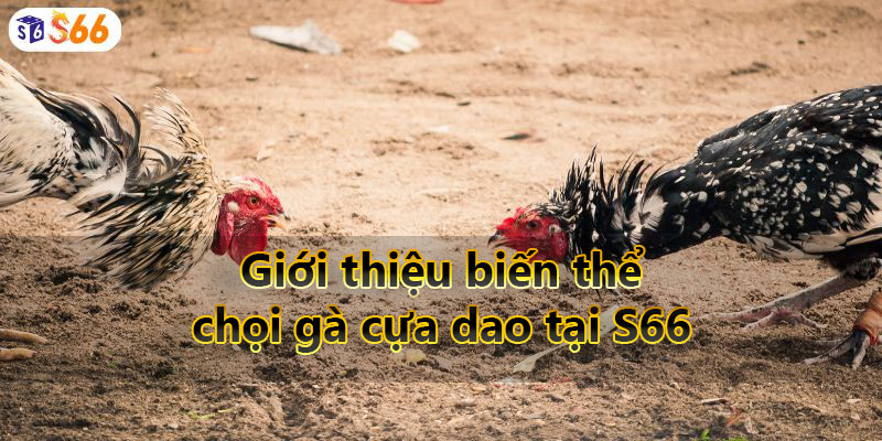 Giới thiệu biến thể chọi gà cựa dao tại S66 