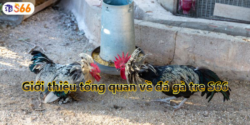 Giới thiệu tổng quan về đá gà tre S66 