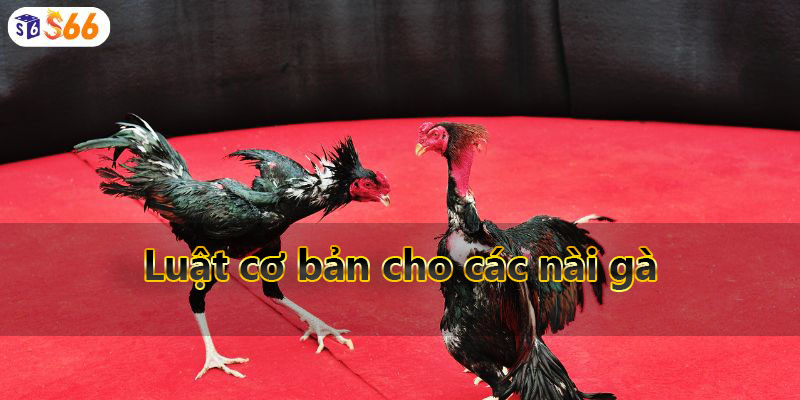 Luật cơ bản cho các nài gà