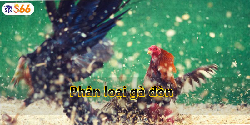 Phân loại gà đòn 