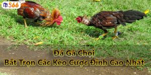 Đá Gà Chọi - Bắt Trọn Các Kèo Cược Đỉnh Cao Nhất