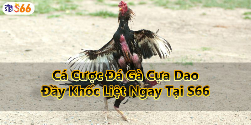 Cá Cược Đá Gà Cựa Dao Đầy Khốc Liệt Ngay Tại S66