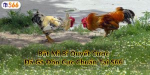 Bật Mí Bí Quyết Cược Đá Gà Đòn Cực Chuẩn Tại S66