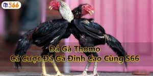 Đá Gà Thomo - Cá Cược Đá Gà Đỉnh Cao Cùng S66