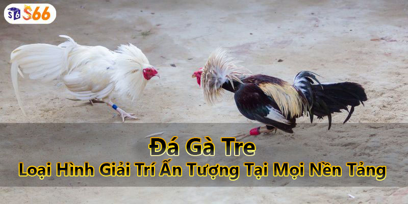 Đá Gà Tre - Loại Hình Giải Trí Ấn Tượng Tại Mọi Nền Tảng